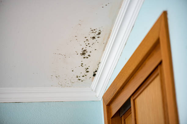 Why You Should Choose Our Mold Remediation Services in Farmingville, NY